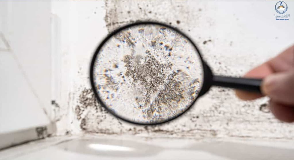 شركة معالجة الرطوبة في الامارات